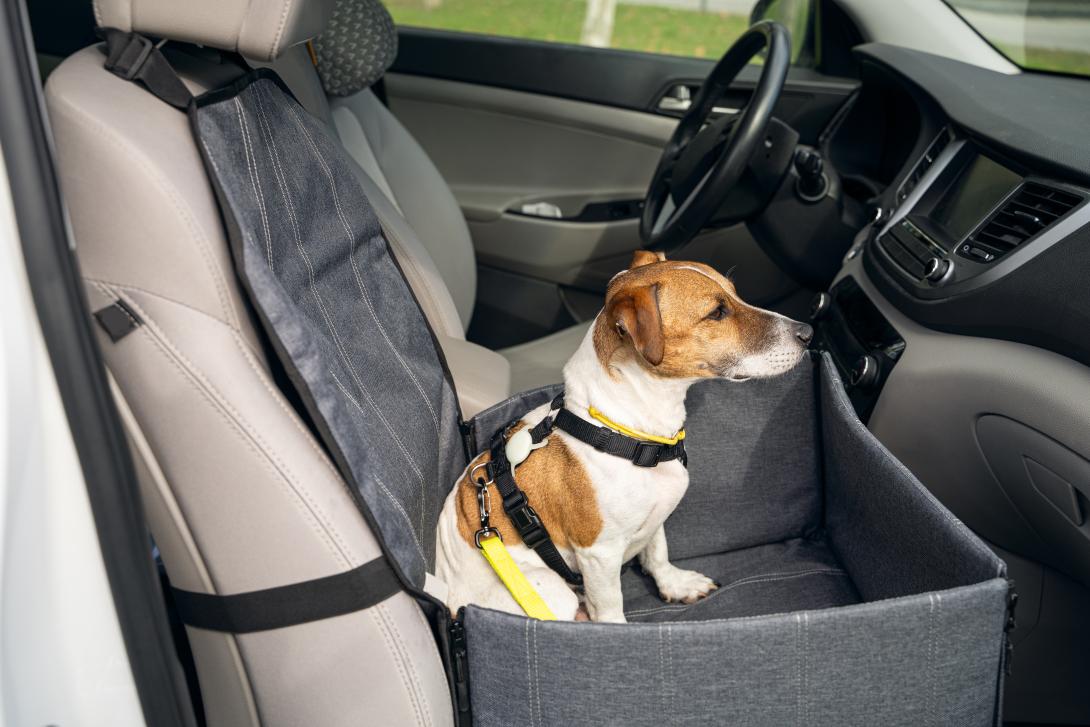 Tiendanimal asevera que viajar con nuestra mascota implica responsabilidades y preocupaciones que debemos cumplir. Tiendanimal asevera que viajar con nuestra mascota implica responsabilidades y preocupaciones que debemos cumplir.