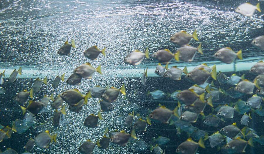 La contaminación, principalmente de la agricultura y la explotación forestal, afecta a más de la mitad de todos los animales de agua dulce amenazados.