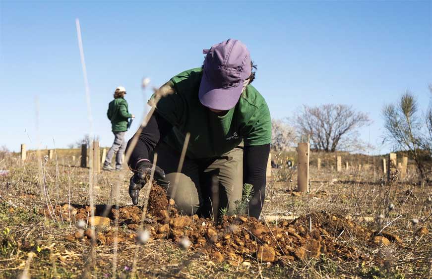 Reforesta espera plantar al menos 150 ejemplares de madroño y pino carrasco. | © Vicens Giménez. Reforesta espera plantar al menos 150 ejemplares de madroño y pino carrasco. | © Vicens Giménez.