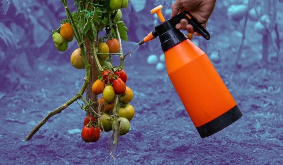 Aplicación foliar del nuevo compuesto iCB en cultivos de tomate para mejorar su resistencia al estrés hídrico.