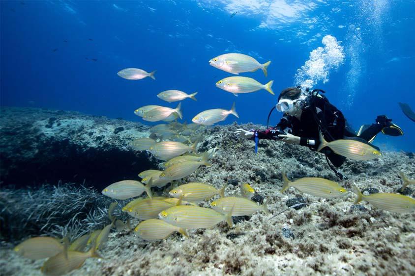 La posidonia oceánica es capaz de retener hasta 40 veces más CO2 que un bosque mediterráneo. La posidonia oceánica es capaz de retener hasta 40 veces más CO2 que un bosque mediterráneo.