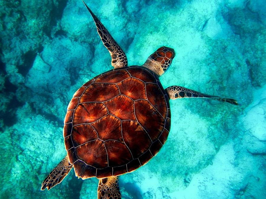 Cuando ciertas especies desaparecen, se produce un efecto dominó en todo el ecosistema. Cuando ciertas especies desaparecen, se produce un efecto dominó en todo el ecosistema.